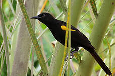 Oriole à épaulettes