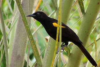 Oriole à épaulettes