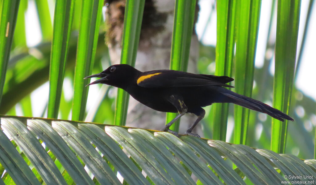 Oriole à épaulettesadulte