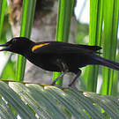 Oriole à épaulettes