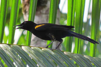 Oriole à épaulettes