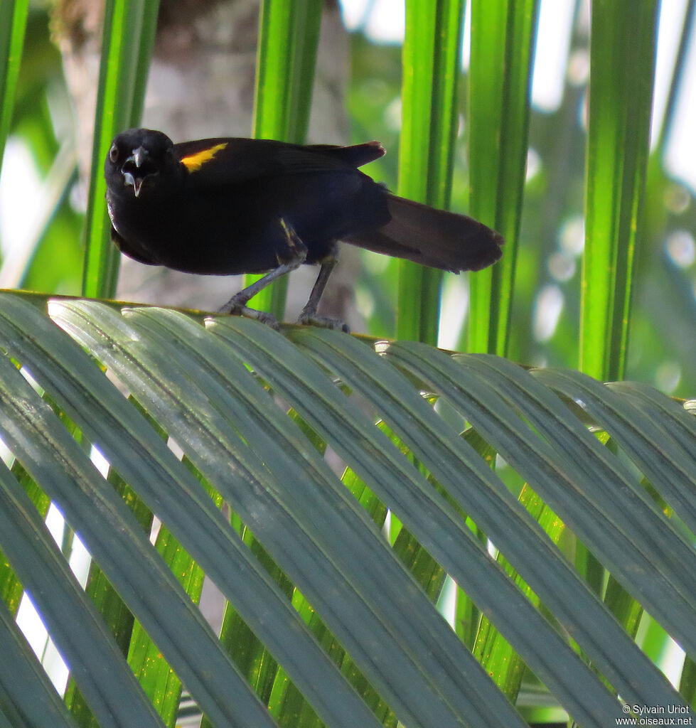 Oriole à épaulettesadulte