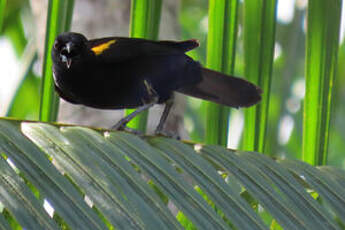 Oriole à épaulettes