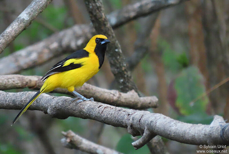 Yellow-tailed Orioleadult