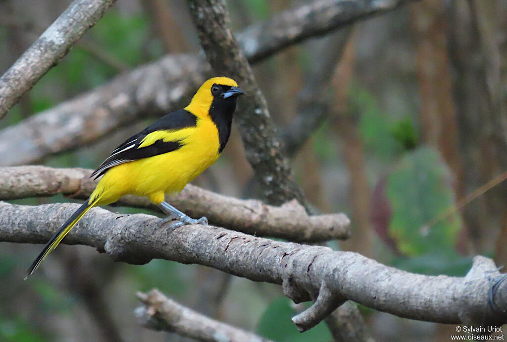 Oriole à queue jauneadulte