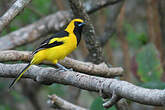 Oriole à queue jaune