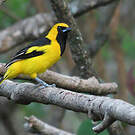 Oriole à queue jaune