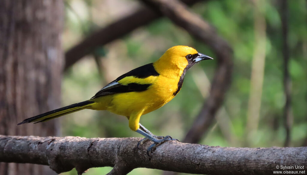 Oriole à queue jaune