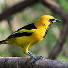 Oriole à queue jaune