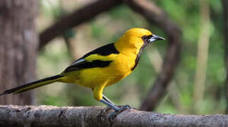 Oriole à queue jaune