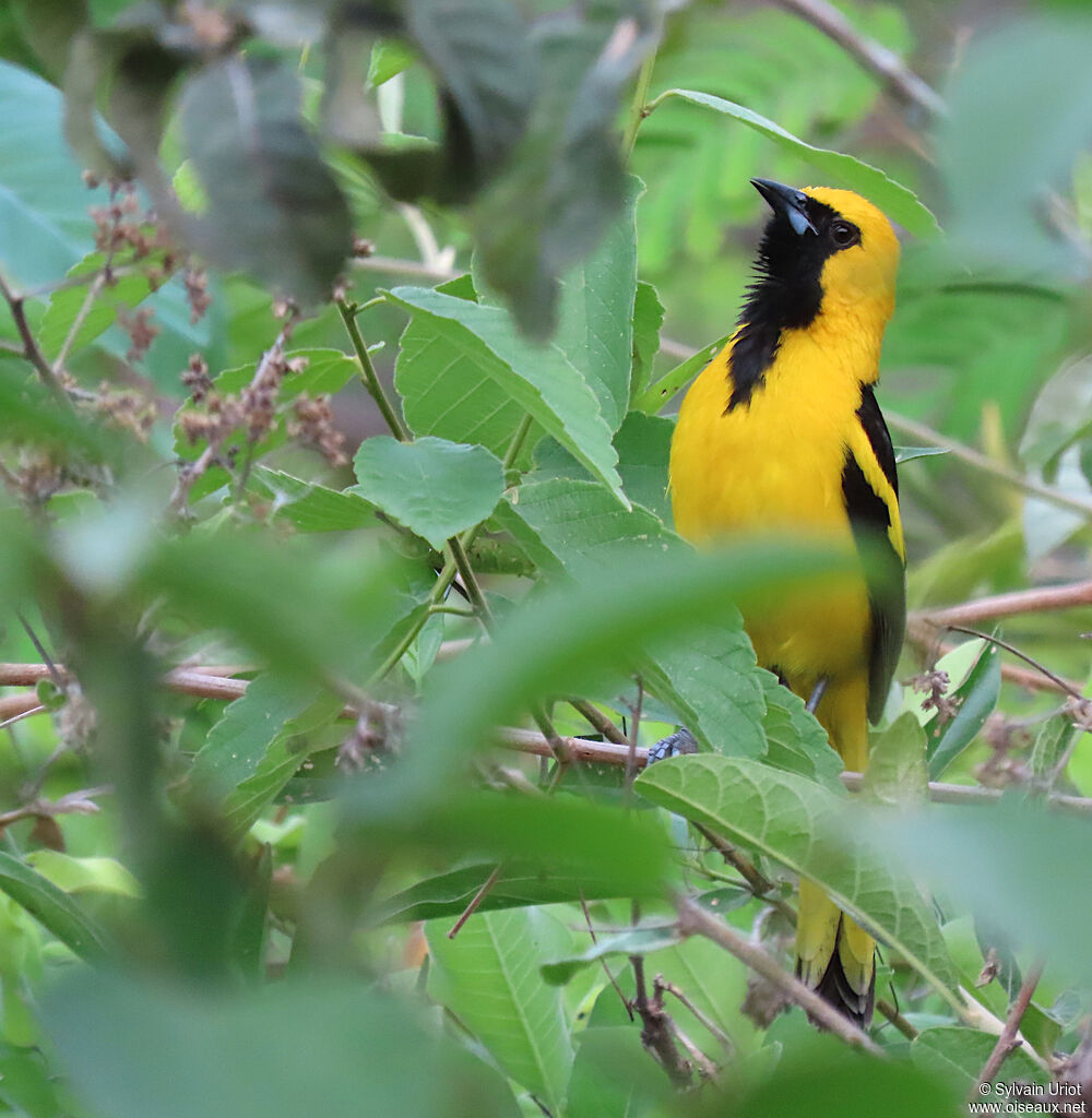 Oriole à queue jaune