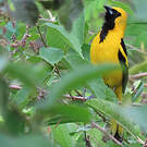 Oriole à queue jaune