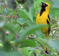 Yellow-tailed Oriole