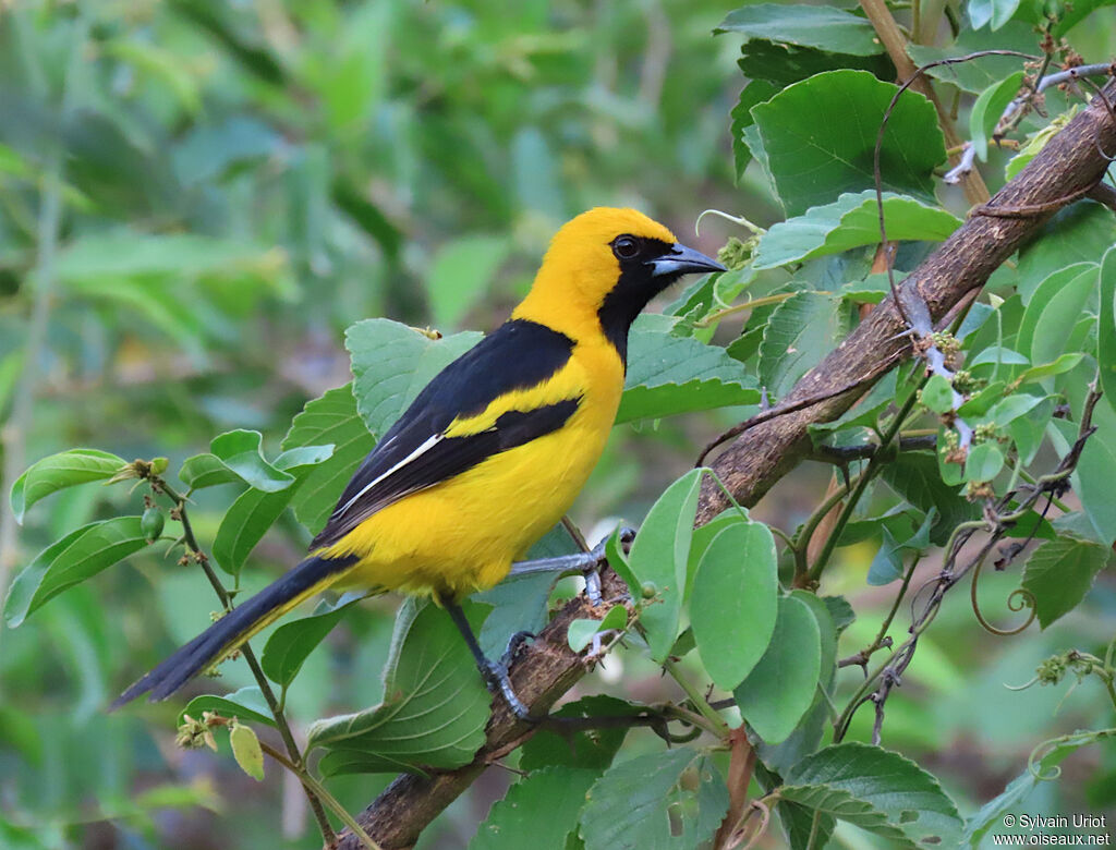 Oriole à queue jaune