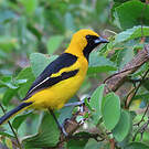 Oriole à queue jaune