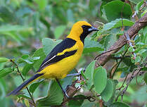 Oriole à queue jaune