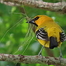 Oriole jaune