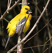 Oriole jaune