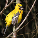 Oriole jaune