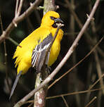 Oriole jaune