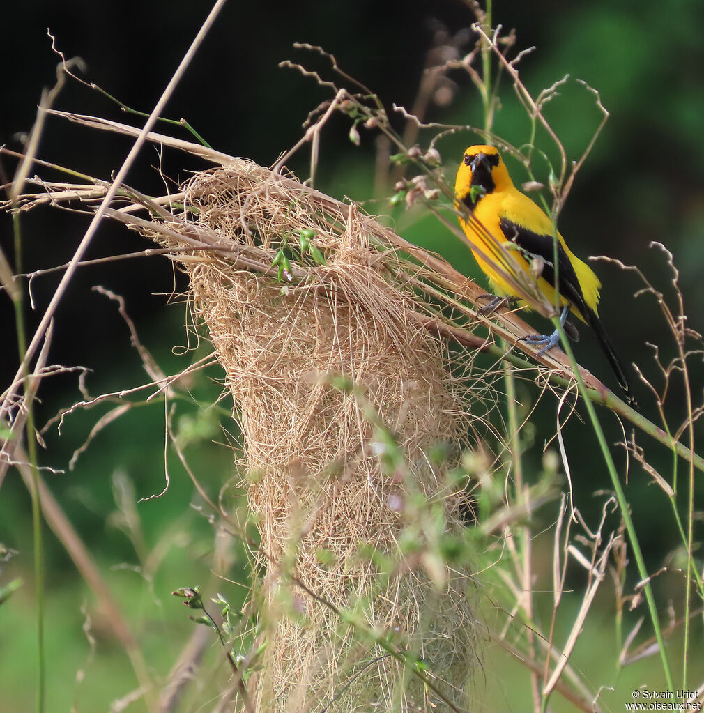 Oriole jaune