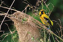 Oriole jaune