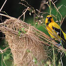Oriole jaune