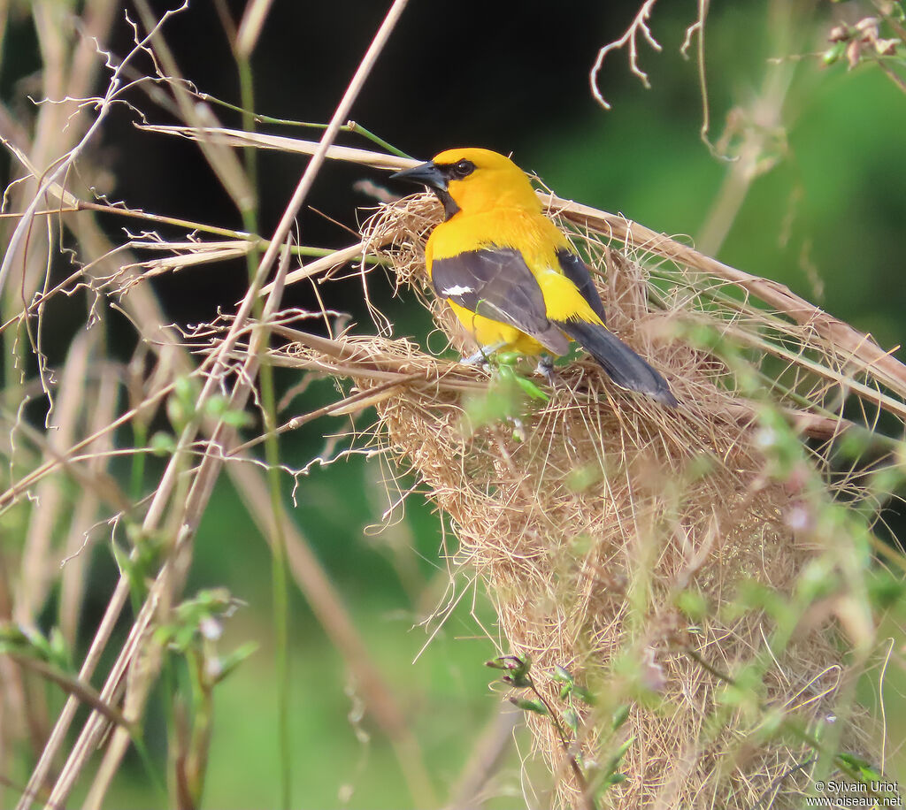 Oriole jaune