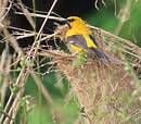 Oriole jaune
