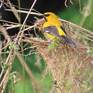 Oriole jaune