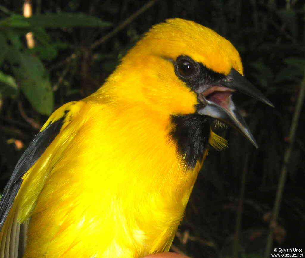 Oriole jauneadulte