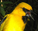 Oriole jaune