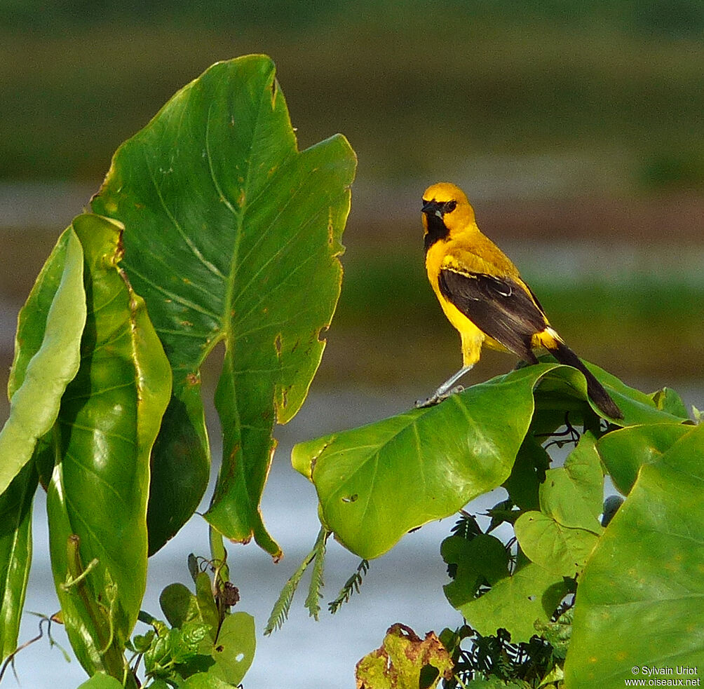 Oriole jauneadulte