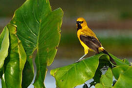 Oriole jaune