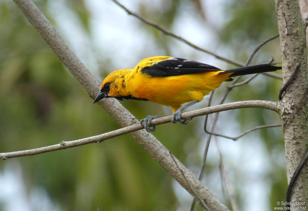 Yellow Oriole male adult