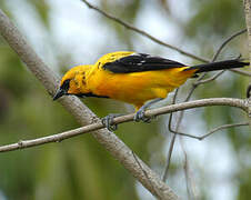 Oriole jaune