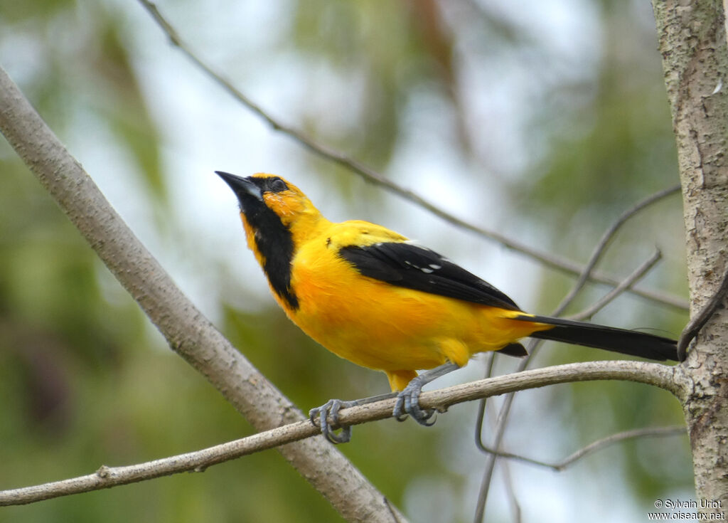 Oriole jaune mâle adulte