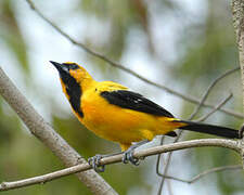 Yellow Oriole