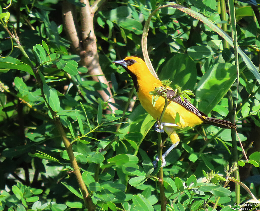 Oriole jauneadulte