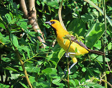 Oriole jaune