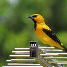 Oriole jaune