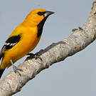 Oriole jaune
