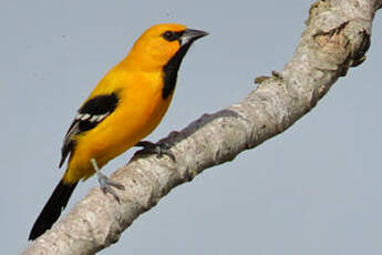 Oriole jaune