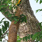 Oriole jaune