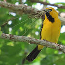 Oriole jaune