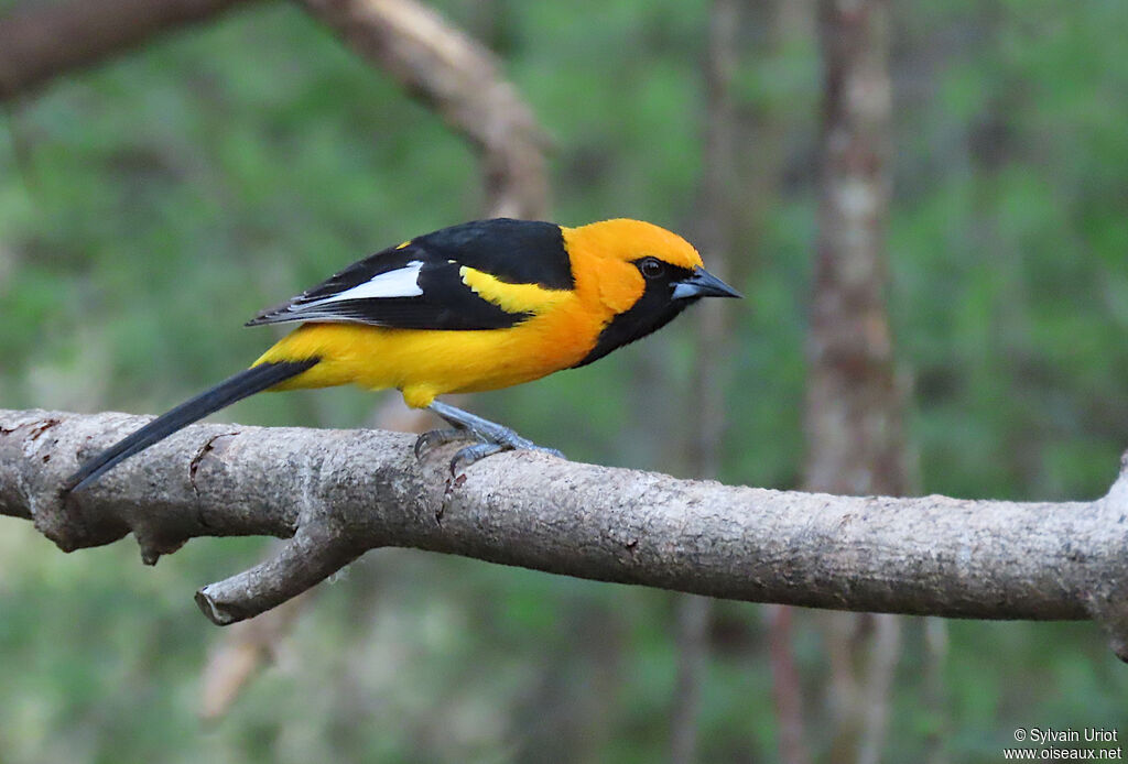 Oriole leucoptère