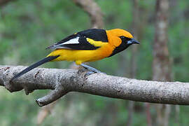 White-edged Oriole