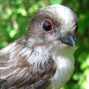 Long-tailed Tit