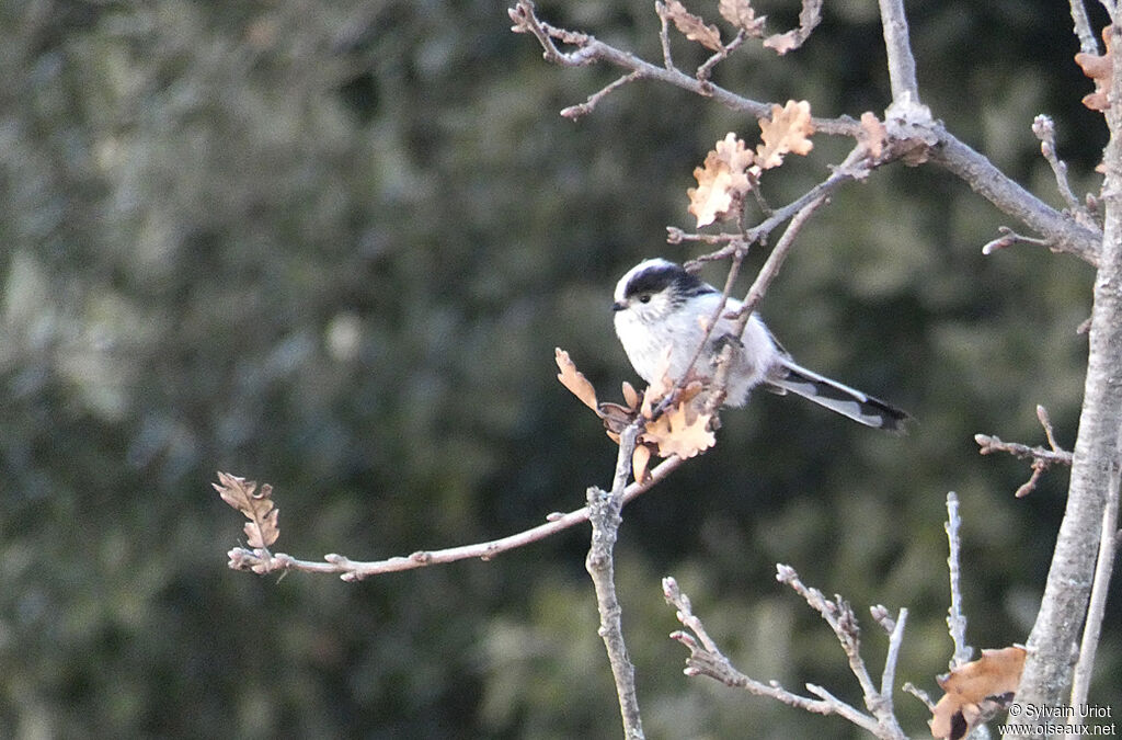 Long-tailed Titadult