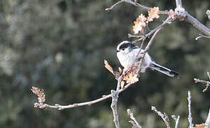 Long-tailed Tit